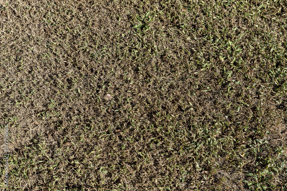 Grass Grass
