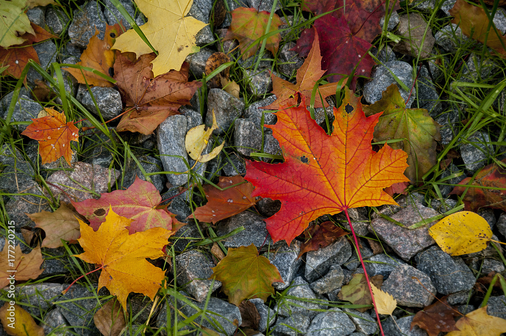 Colorful leaves fallen from a tree in autumn