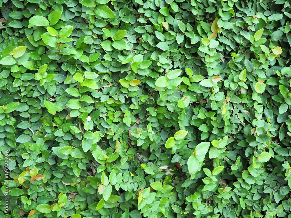 Obraz premium Grass wall