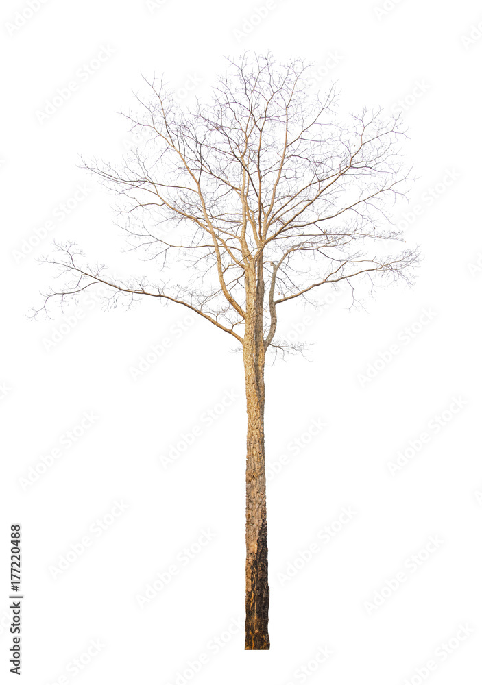 Obraz premium Dry tree isolated on white