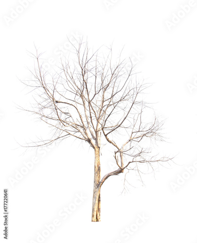 Dead tree isolated on white background