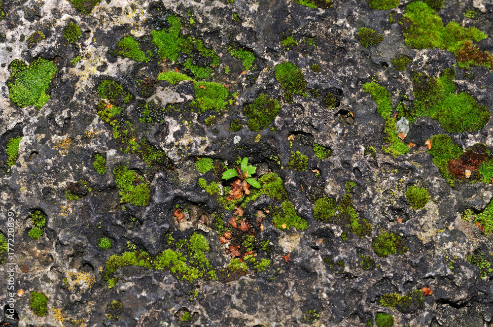 moosbewachsene alte Steinmauer moosbewachsene alte Steinmauer