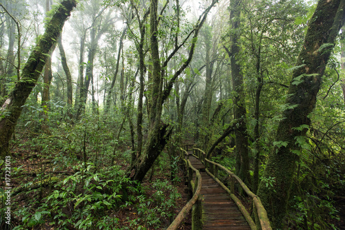 Beautiful rain forest at nature trails Ang Ka Doi Inthanon,Chiangmai in Thailand