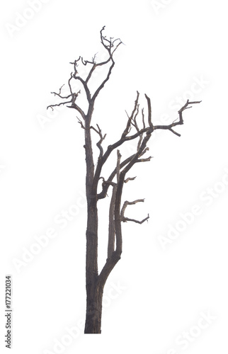 Dry tree isolated on white