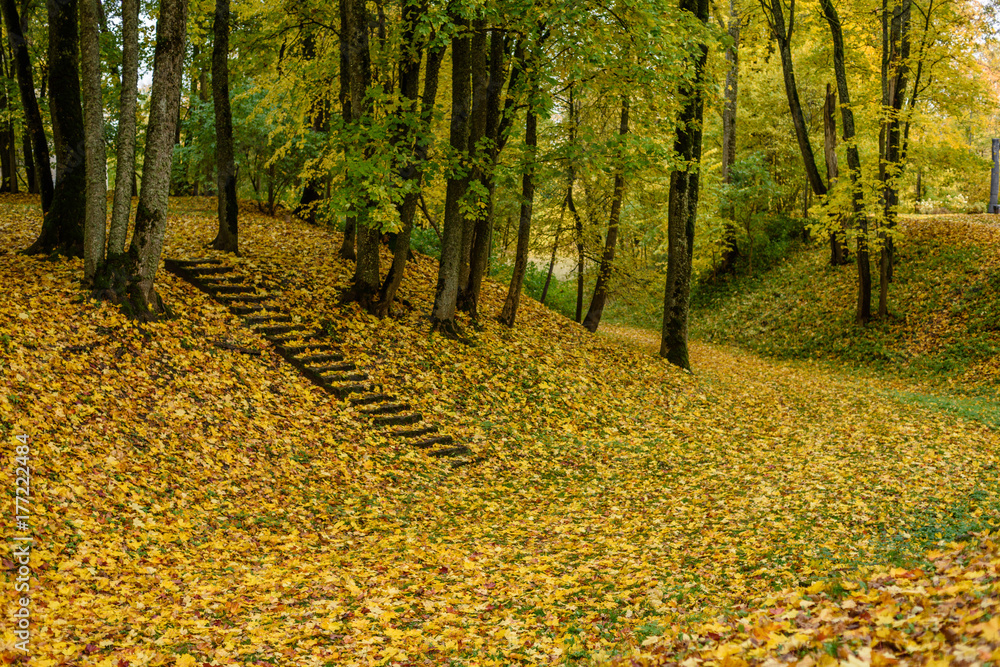 Obraz premium autumn colored trees in the park