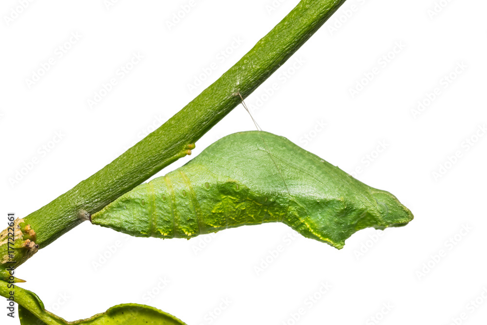 Fototapeta premium Lime butterfly (Papilio demoleus) pupa