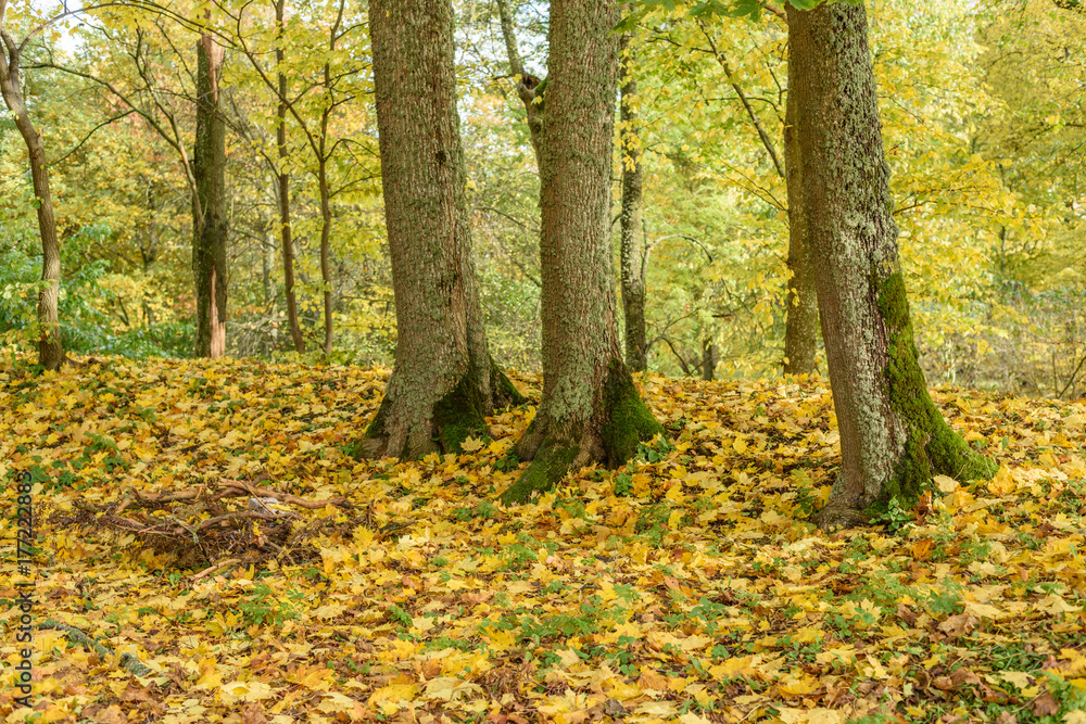 autumn colored tree leaves background pattern in sunny park autumn colored tree leaves background pattern in sunny park