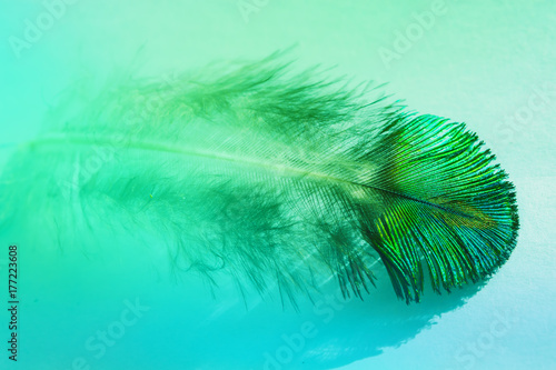 Abstract background with peacock feather macro blue and green