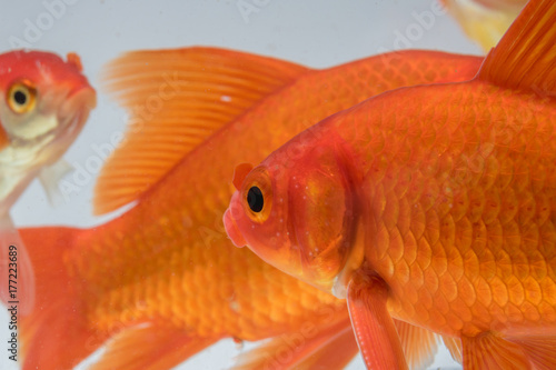 Group Goldfish isolate on a gray background © panudda