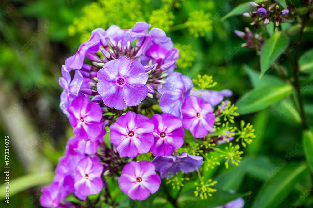 Blooming phlox in the garden. Shallow depth of field.