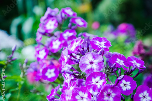 Blooming phlox  Gereford  in the garden. Shallow depth of fielod.