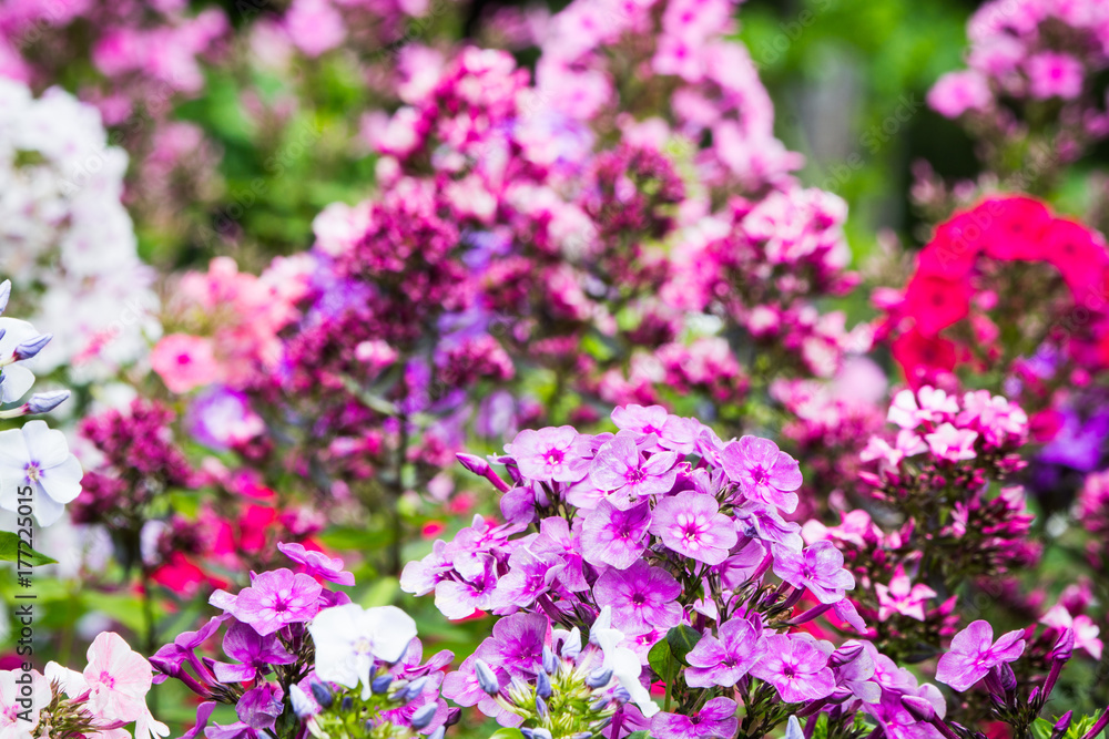 Blooming phlox Blooming phlox