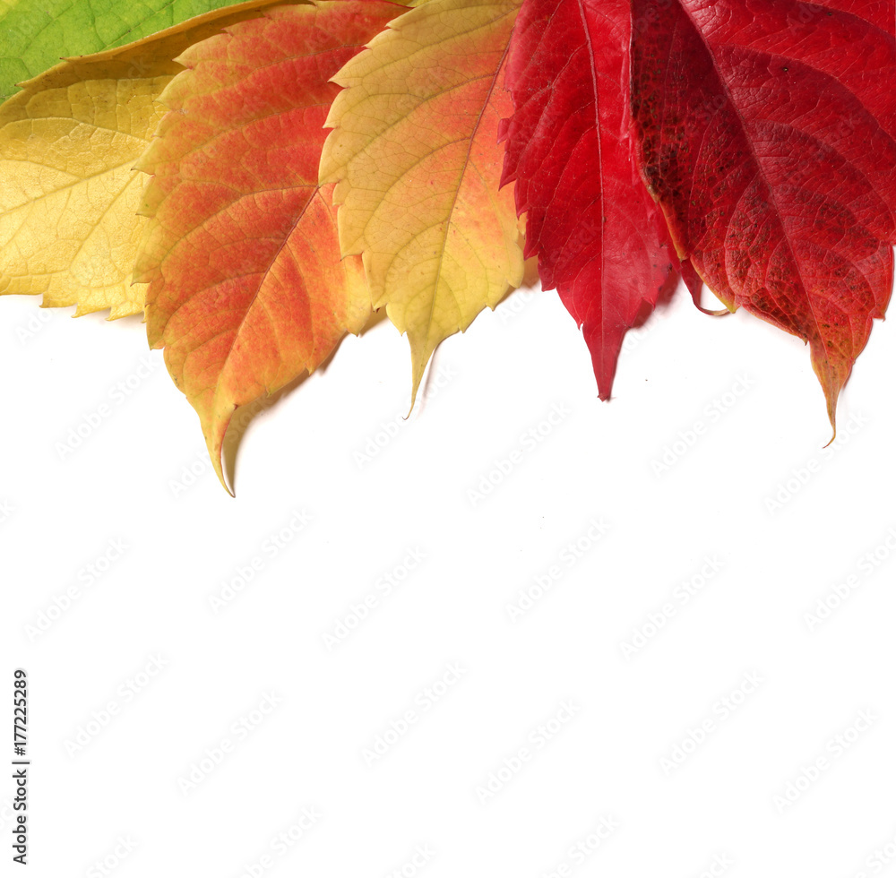 Bright autumn leaves.
Bright autumn leaves.
