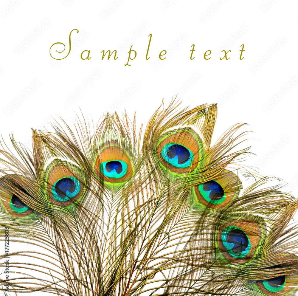 Obraz premium Peacock feathers on white background. 