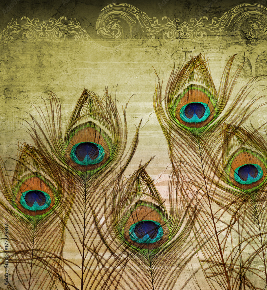 Obraz premium Peacock feathers 