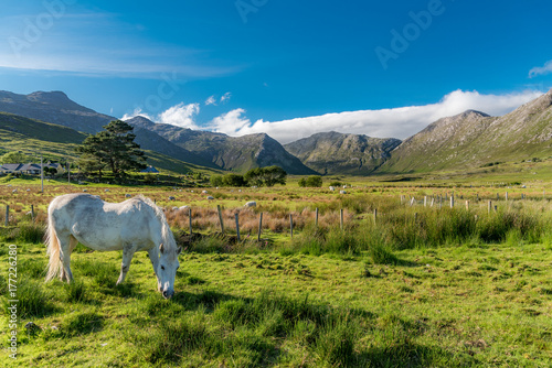 Tableau sur toile Connemara pony