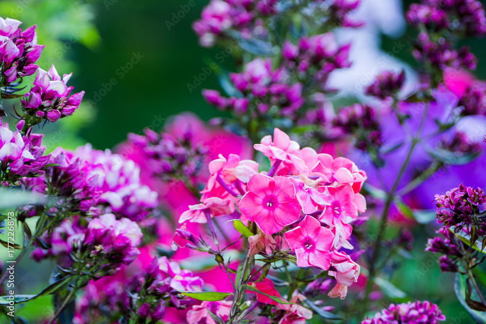 Blooming phlox in the garden. Shallow depth of field. Blooming phlox in the garden. Shallow depth of field.