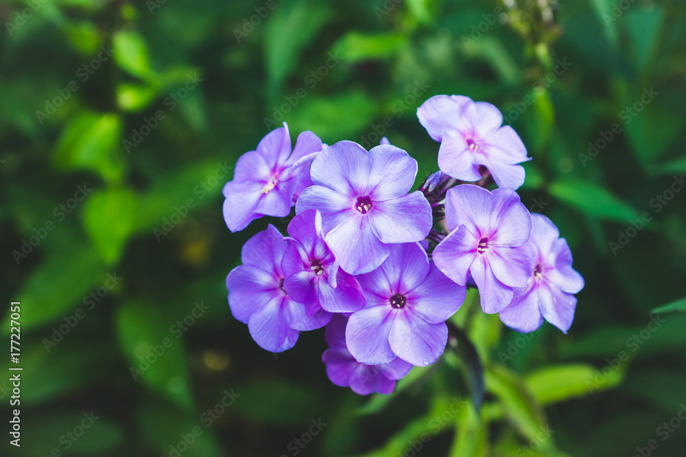 Blooming phlox in the garden. Shallow depth of field. Blooming phlox in the garden. Shallow depth of field.