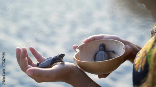  women with wooden bowl in hands take newborn turtles on handbrede, ,turtle  sanctuary hatchery located on the beach photo