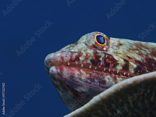 Redmarbled Lizardfish, Eidechsenfisch (Synodus rubromarmoratus)II photo