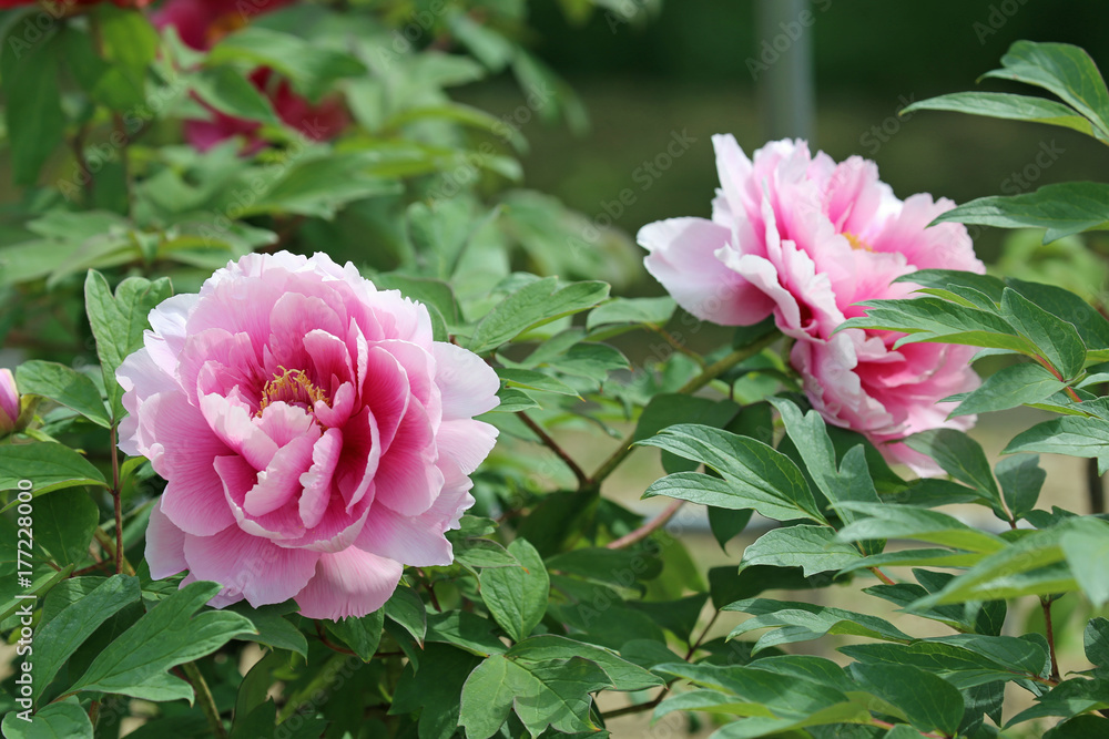 Peony flowers Peony flowers