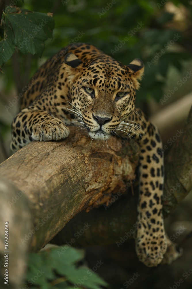 Fototapeta premium Endangered amur leopard resting on a tree in the nature habitat. Wild animals in captivity. Beautiful feline and carnivore. Panthera pardus orientalis.