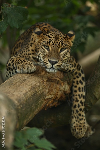 Endangered amur leopard resting on a tree in the nature habitat. Wild animals in captivity. Beautiful feline and carnivore. Panthera pardus orientalis.