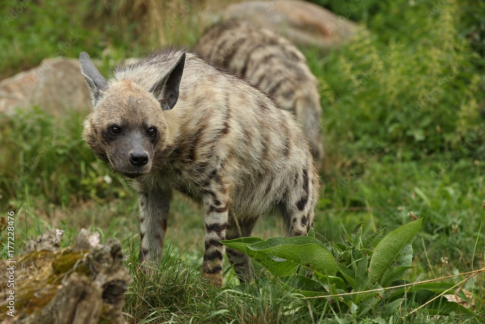 is a hyena considered a canine