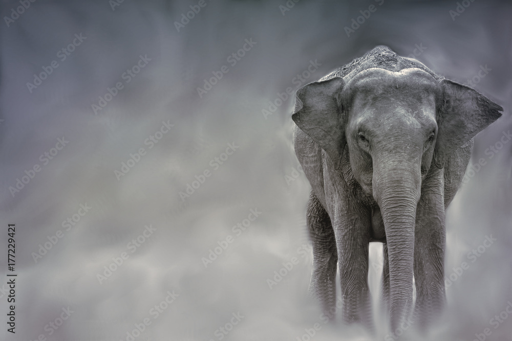 Obraz premium x-default