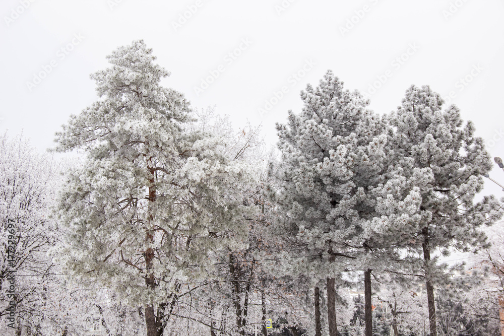 Winter fir trees and trees snowy landscape in winter park Winter fir trees and trees snowy landscape in winter park