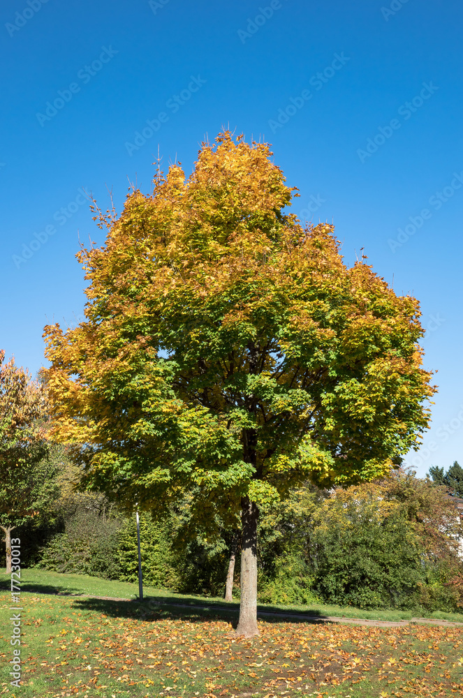 Fototapeta premium Herbstland