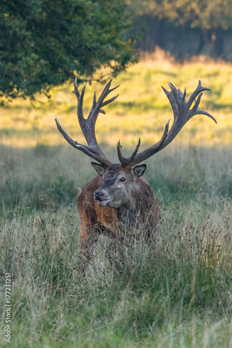 Red Deer Stags (Cervus elaphus)  © vaclav