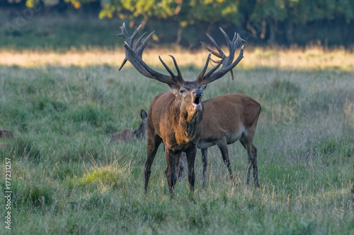 Red Deer Stags  Cervus elaphus  