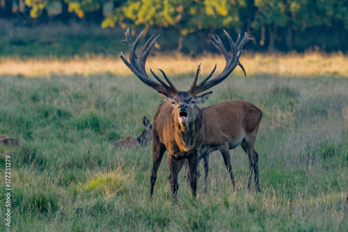 Red Deer Stags  Cervus elaphus  