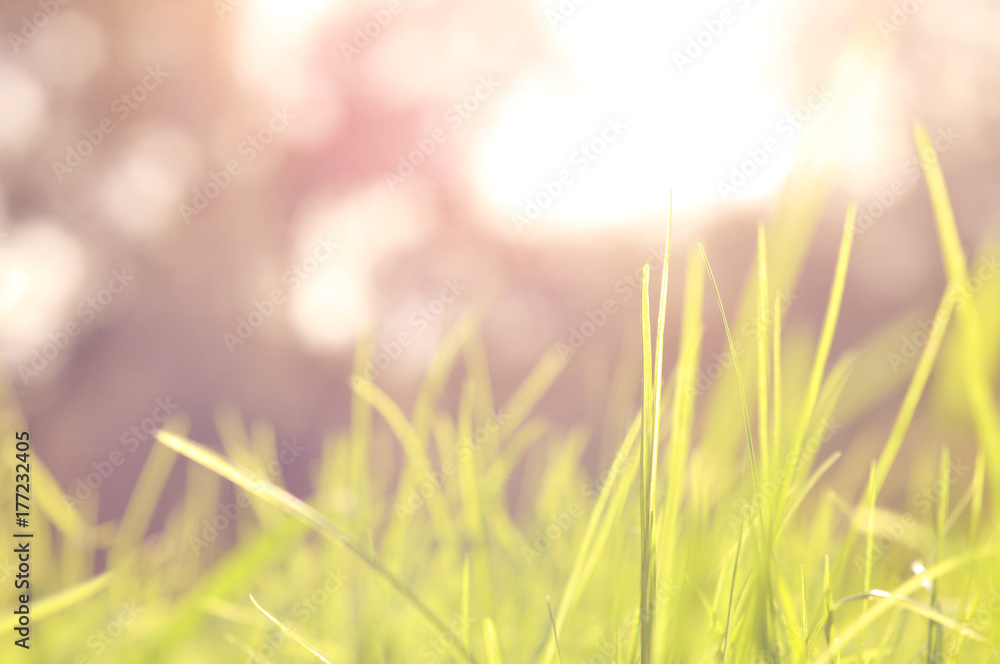 Green grass and rays of sun.