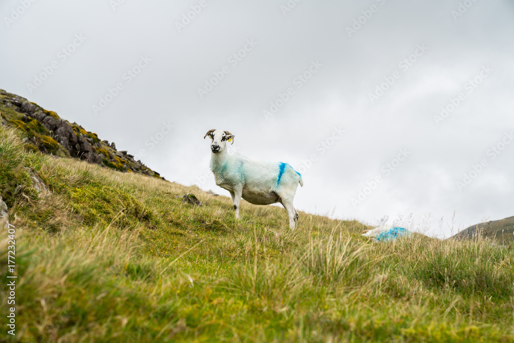 Fototapeta premium High country farming Slieve Mish Mountains, Ireland