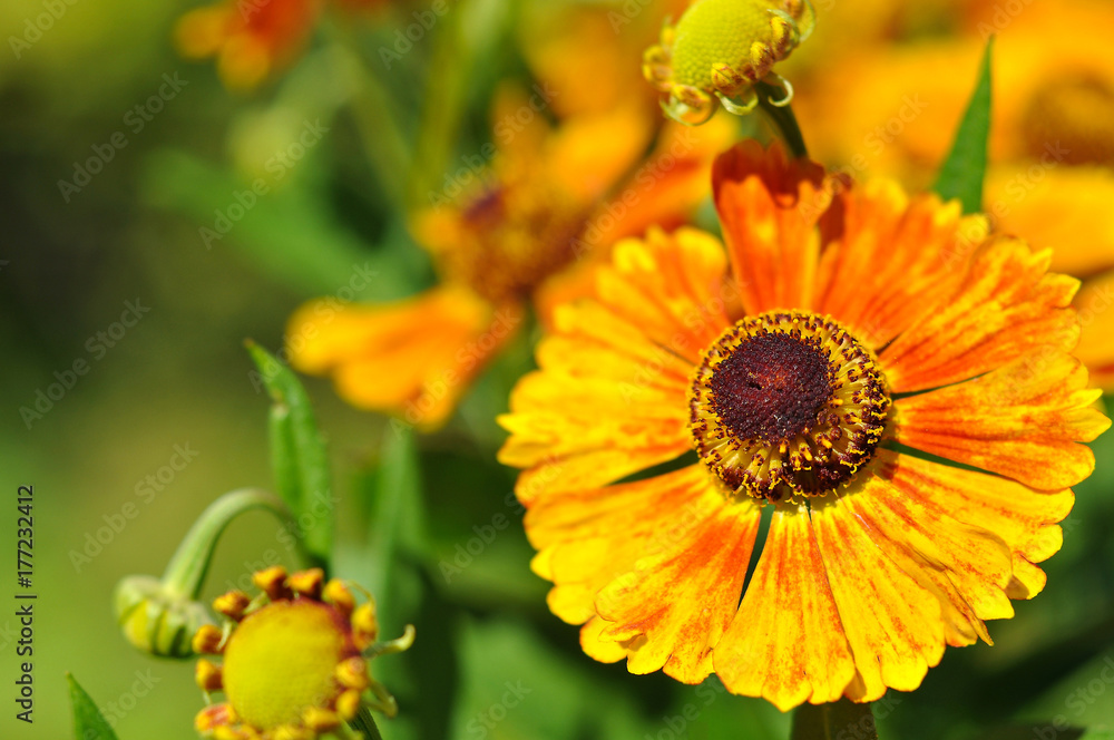 Obraz premium Beautiful orange flower