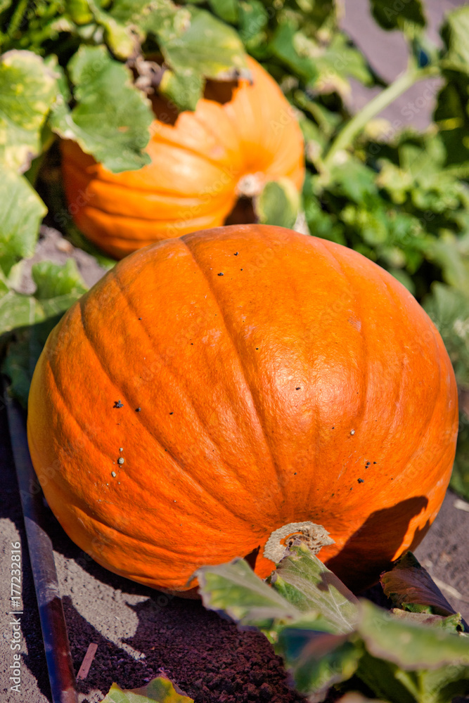 Obraz premium A few pumpkins in a patch ready for harvest