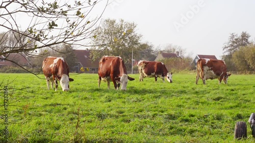 herd of red friesian cows grazing photo