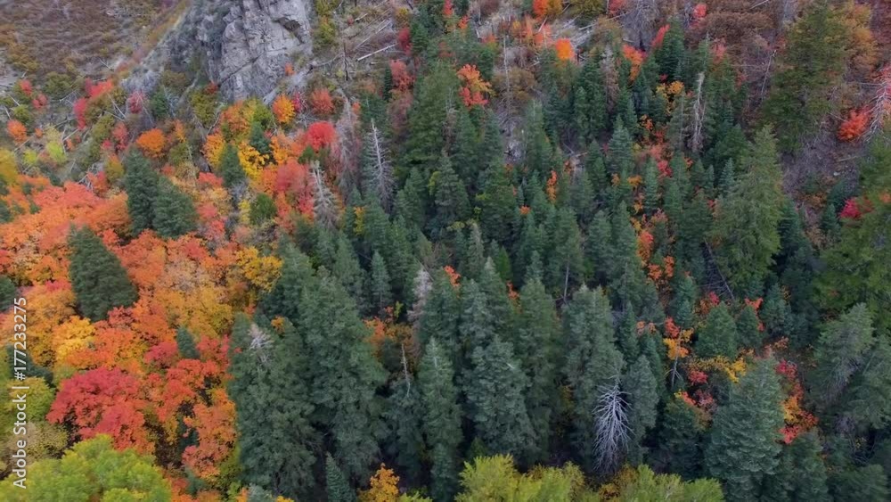 Panning aerial view over tree tops over colorful trees in Autumn in a Canyon in Utah. Panning aerial view over tree tops over colorful trees in Autumn in a Canyon in Utah.