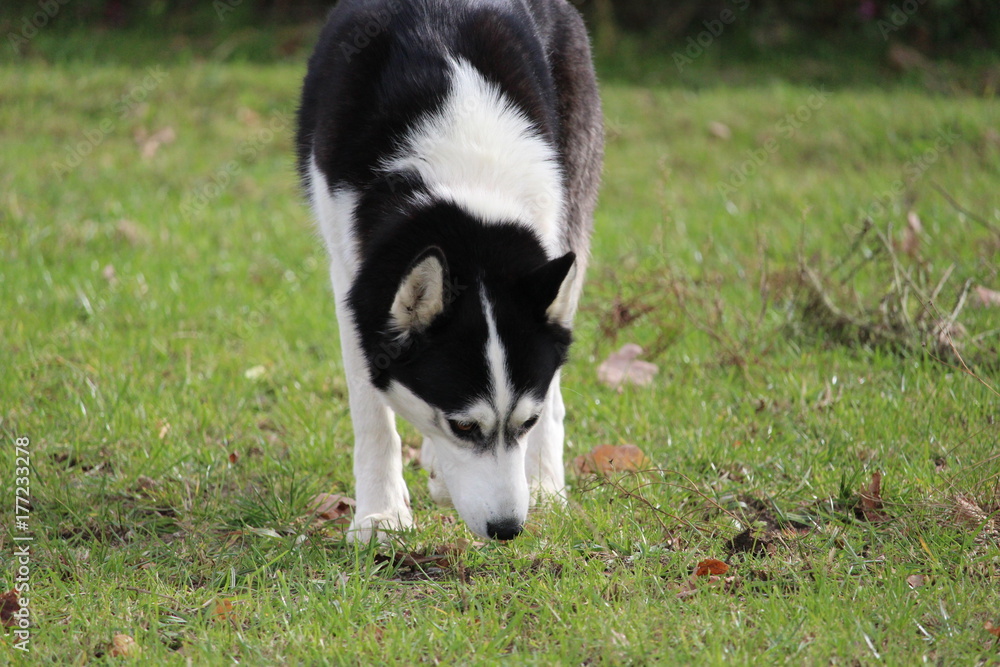 hunde husky terrier beim spielen hunde husky terrier beim spielen
