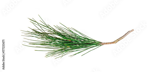 Branch of pine tree isolated on white
