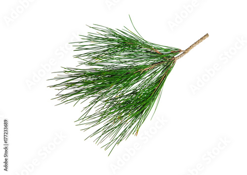 Branch of pine tree isolated on white