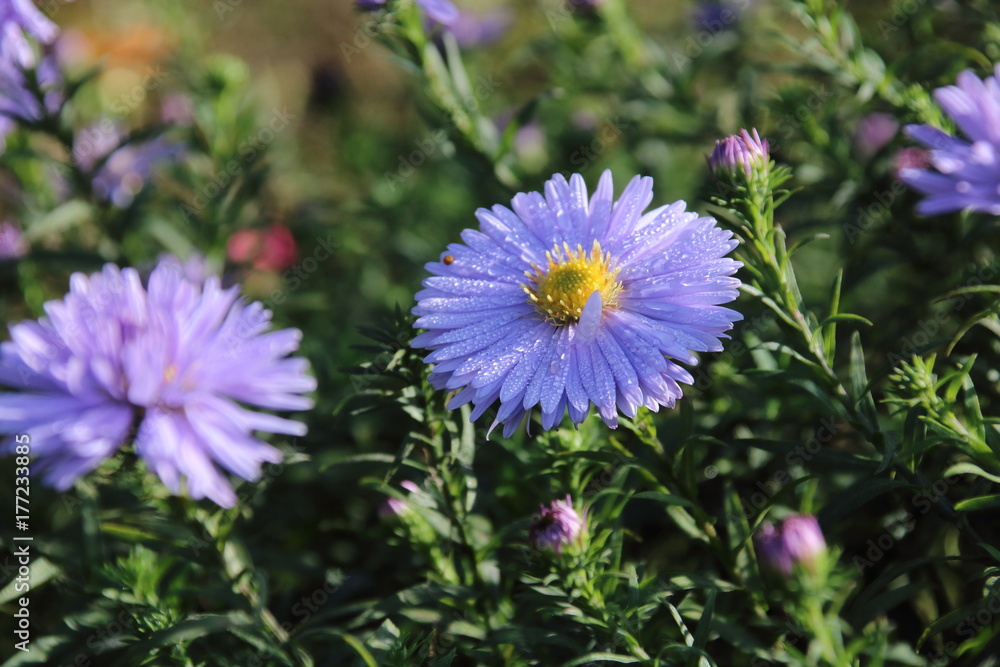 Beautiful flower blue aster. Beautiful flower blue aster.