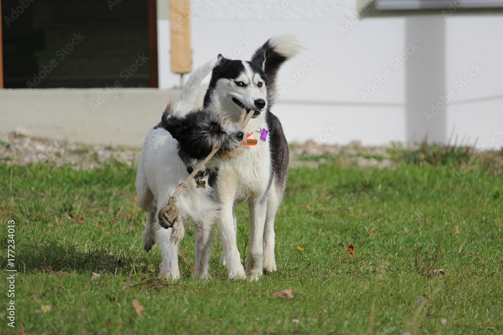 hunde beim spielen terrier husky schwarz weiß