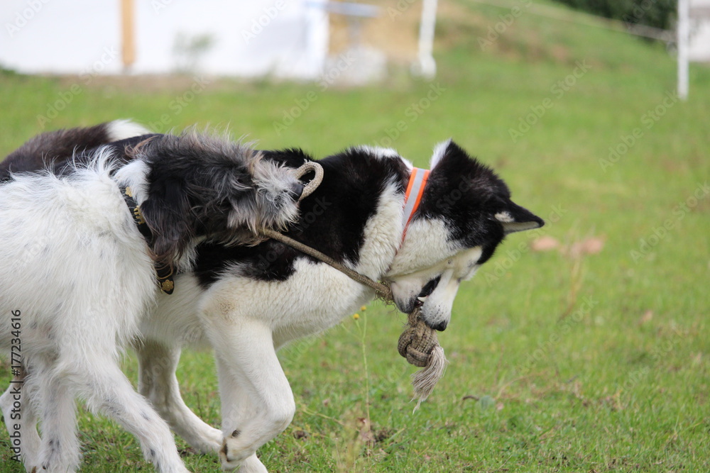 Fototapeta premium hunde husky terrier beim spielen