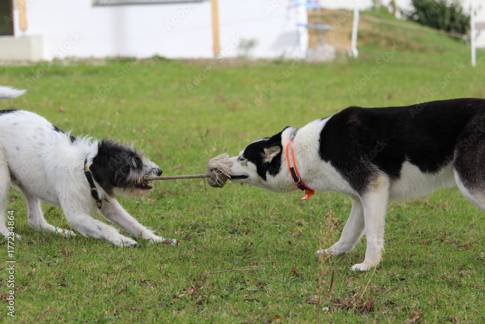 Zugspiele Hund, Ballspielen, Husky Terrier Zugspiele Hund, Ballspielen, Husky Terrier
