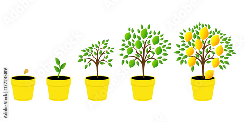 Dynamics lemon tree with green leaves. Vector illustration of a phase of plant growth. Flat style. Set of plant growth lemon in pot.