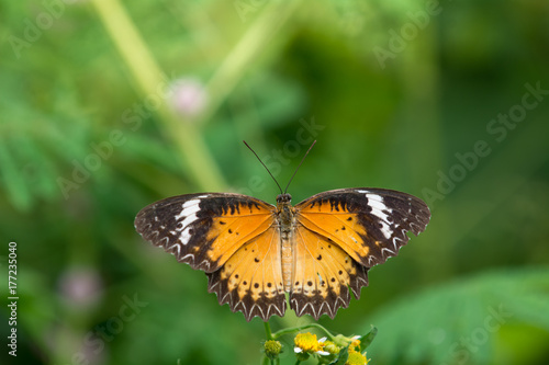 Butterfly with green background