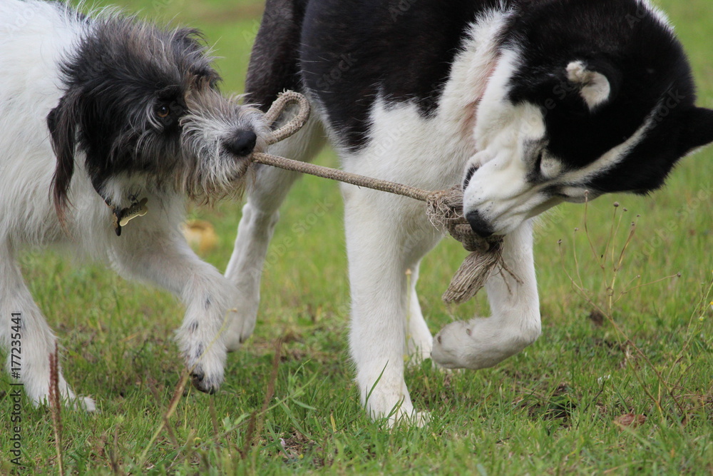 Zerrspiel Hund Hilfe starkt Zerrspiel Hund Hilfe starkt